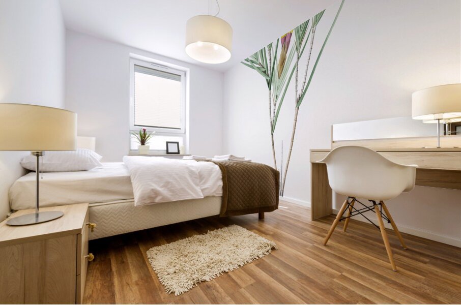 Witsenia maura illustration  Mural print