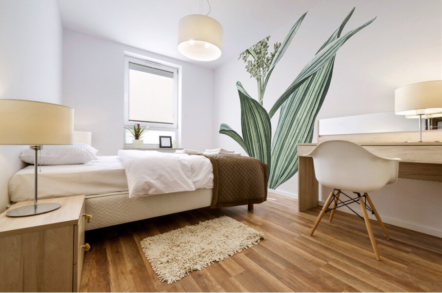 Netted-veined amaryllis illustration  Mural print