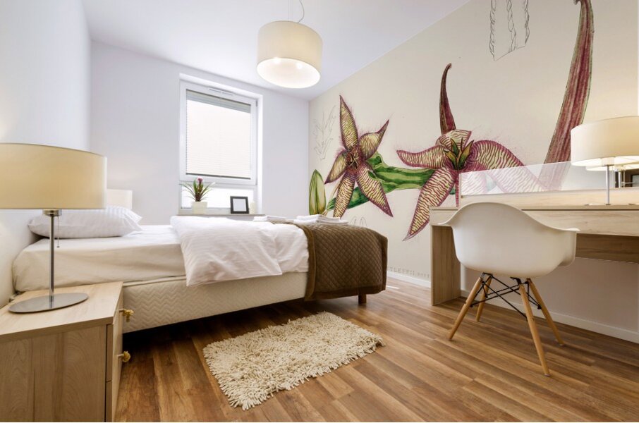 Stapelia Gettleffii Mural print