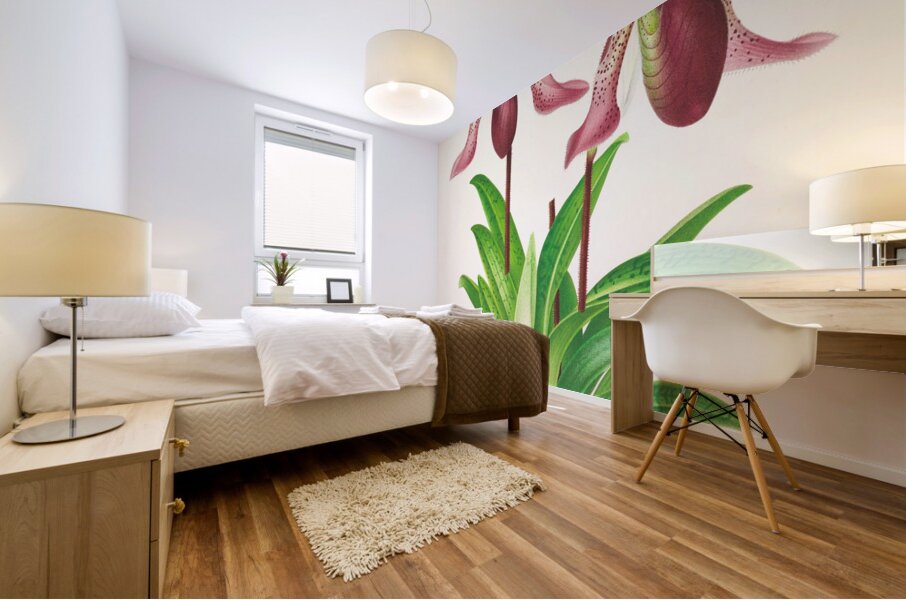 Cypripedium fraseri Mural print