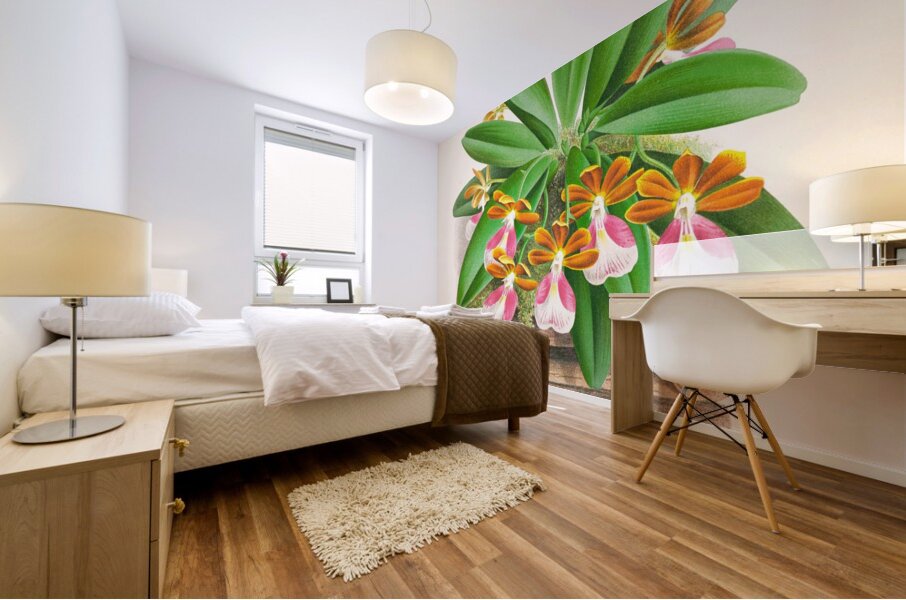 Trichocentrum albo purpureum Mural print