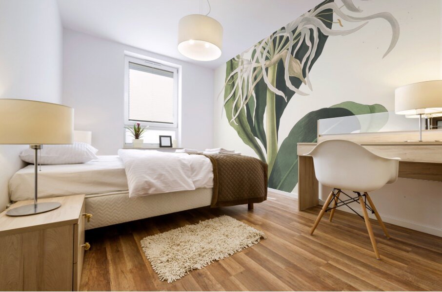 Pancratium Specidsum 1834 Mural print