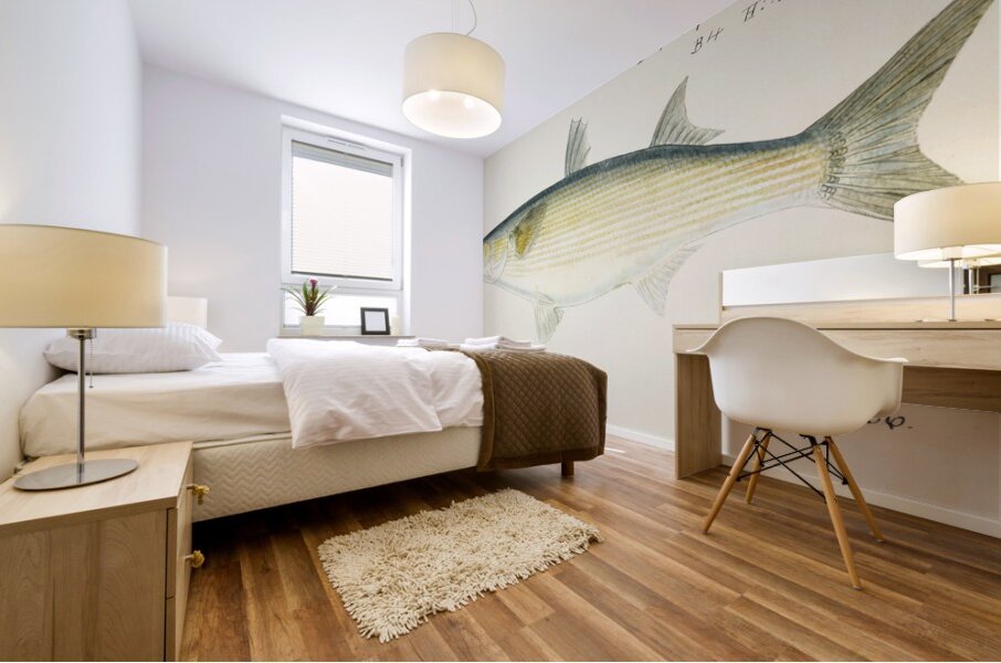 Antique fish myxus elongatus sand mullet South Pacific Fishes by Frank Edward Clarke 1849-1899.  Mural print