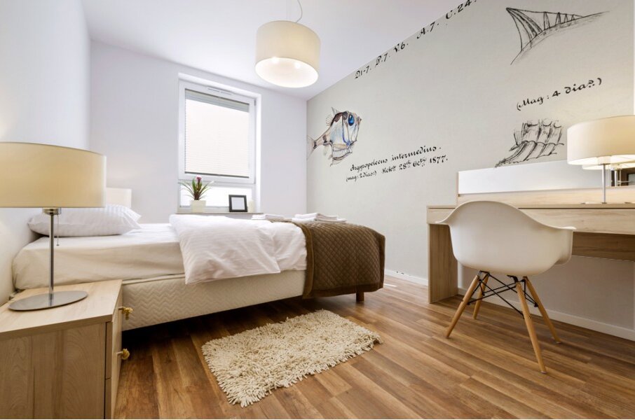 Antique drawing watercolor common hatchetfish marine life. South Pacific Fishes by Frank Edward Clarke 1849-1899. Mural print