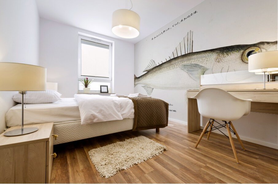 Antique drawing watercolor fish Emmelichthys Nitidus marine life. South Pacific Fishes by Frank Edward Clarke 1849-1899. Mural print