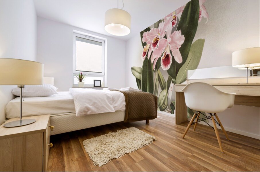 Cattleya Percivaliana from Reichenbachia Orchids 1888-1894 by Frederick Sander 1847-1920.  Mural print