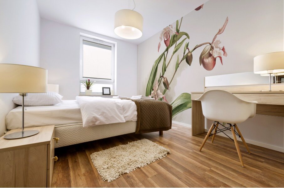 Selenipedium hybridum weidlichianum from Reichenbachia Orchids 1888-1894 illustrated by Frederick Sander 1847-1920.  Mural print