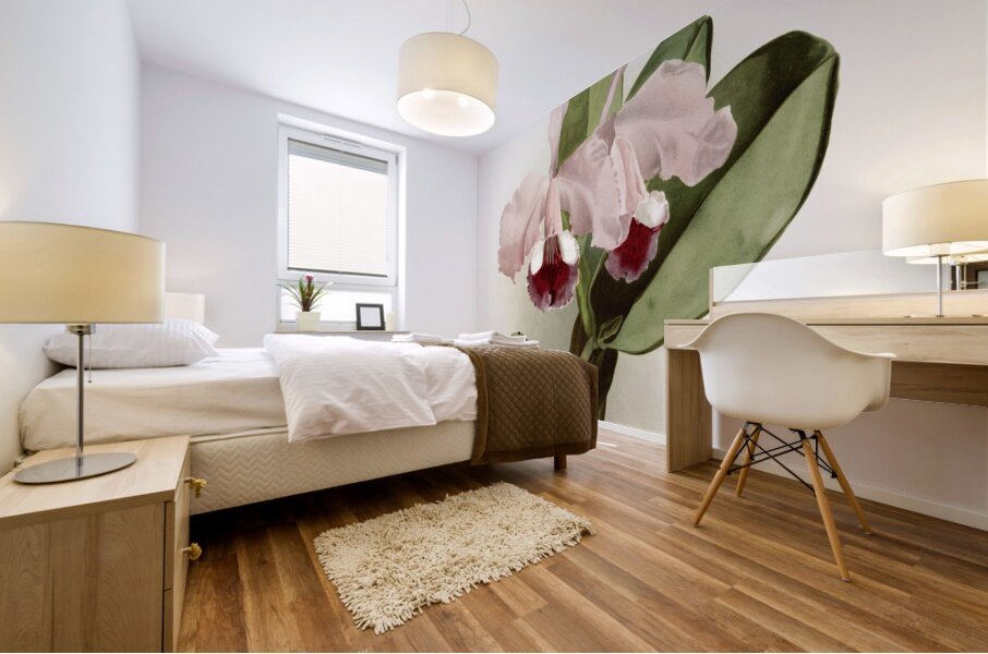 Cattleya labiata warneri from Reichenbachia Orchids 1888-1894 illustrated by Frederick Sander 1847-1920.  Mural print