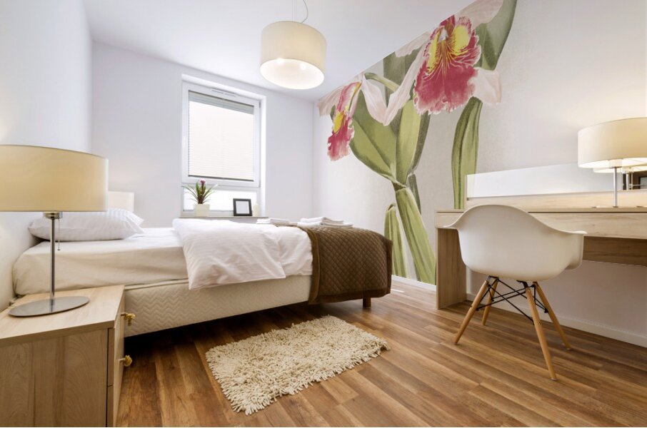 Cattleya warscewiczii from Reichenbachia Orchids 1888-1894 illustrated by Frederick Sander 1847-1920.  Mural print