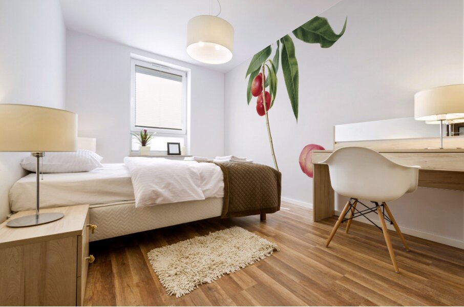 Apricot Pesca Ciliegia from Pomona Italiana 1817 - 1839 by Giorgio Gallesio 1772-1839.  Mural print