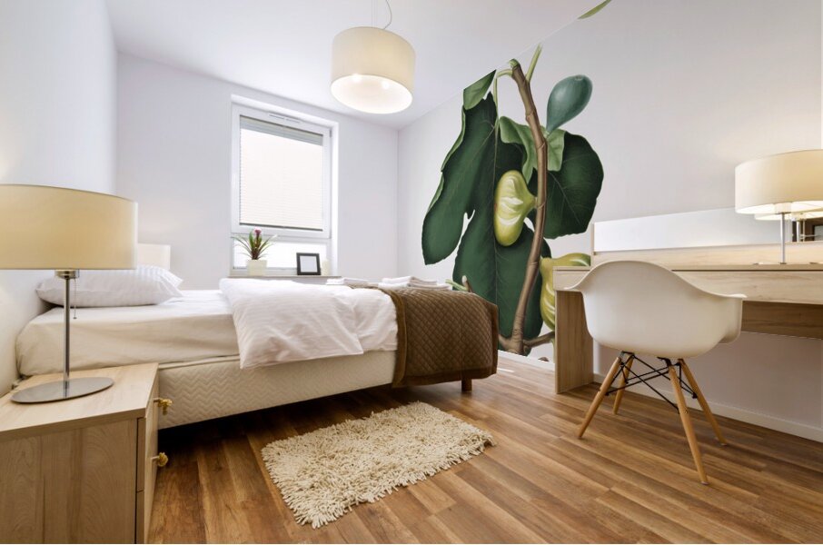 White-peel fig Ficus carica sativa from Pomona Italiana 1817 - 1839 by Giorgio Gallesio 1772-1839.  Mural print