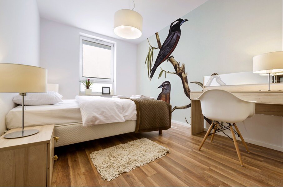 White-eyebrowed Wood Swallow Artamus supercilious illustrated by Elizabeth Gould 1804–1841 for John Gould’s 1804-1881 Birds of Australia  Mural print