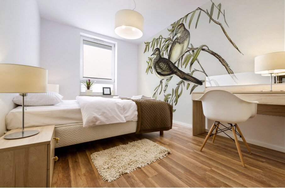 Peaceful Ground Dove Geopelia tranquilla illustrated by Elizabeth Gould 1804–1841 for John Gould’s 1804-1881 Birds of Australia  Mural print