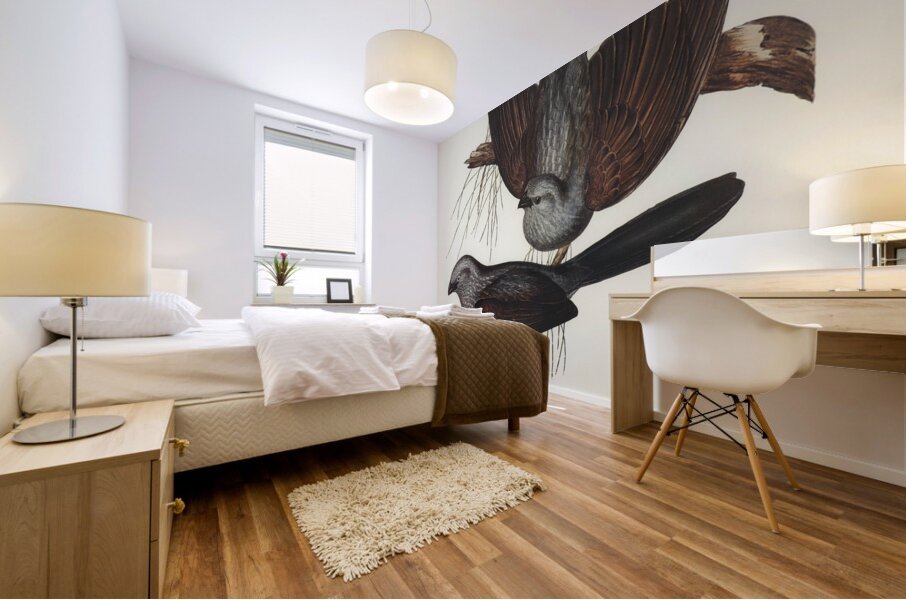 Grey Struthidea Struthidea cinerea illustrated by Elizabeth Gould 1804–1841 for John Gould’s 1804-1881 Birds of Australia  Mural print