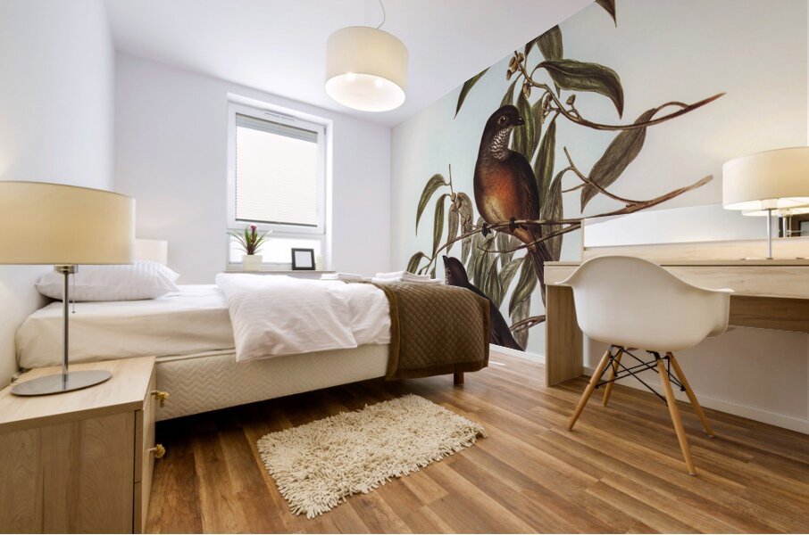 Olivaceous Pachycephala Pachycephala olivacea Vig&Horsf illustrated by Elizabeth Gould 1804–1841 for John Gould’s 1804-1881 Birds of Australia  Mural print