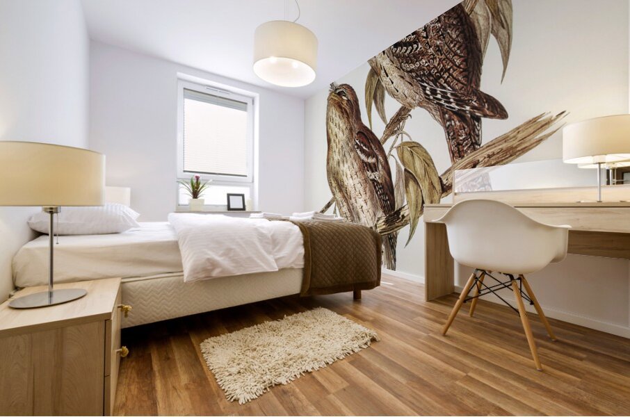 Podargus Phalaenoides and Moth-plumaged Podargus Gould Iillustrated by Elizabeth Gould 1804–1841 for John Gould’s 1804-1881 Birds of Australia  Mural print