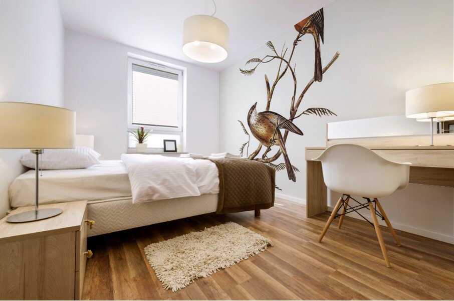 Banded Thickhead Pachycephala pectoralis illustrated by Elizabeth Gould 1804–1841 for John Gould’s 1804-1881 Birds of Australia  Mural print