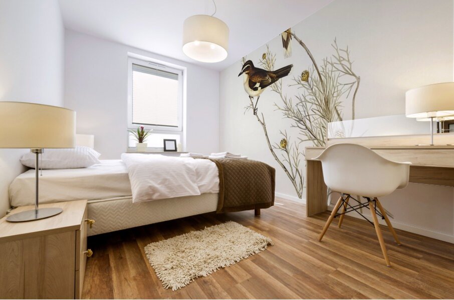 White-eyebrowed Robin Petroica superciliosa illustrated by Elizabeth Gould 1804–1841 for John Gould’s 1804-1881 Birds of Australia  Mural print