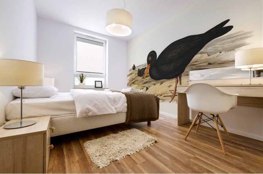 Sooty Oyster-Catcher Haematopus fuliginosus illustrated by Elizabeth Gould 1804–1841 for John Gould’s 1804-1881 Birds of Australia  Mural print