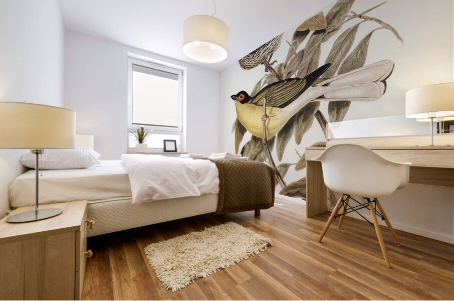 Yellow-bellied Sphecotheres Sphecotheres flaviventris illustrated by Elizabeth Gould 1804–1841 for John Gould’s 1804-1881 Birds of Australia  Mural print