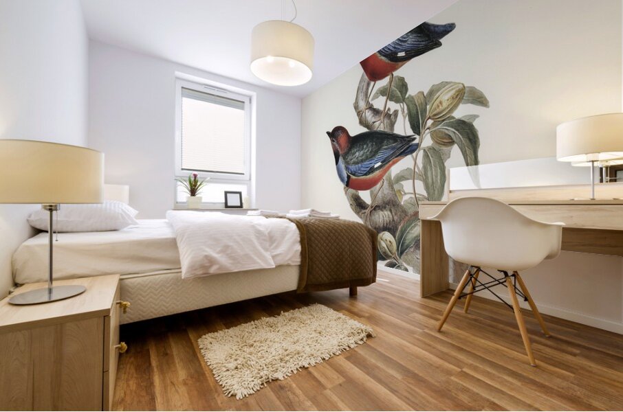 Macklot&39s Pitta Pitta Mackloti illustrated by Elizabeth Gould 1804–1841 for John Gould’s 1804-1881 Birds of Australia  Mural print