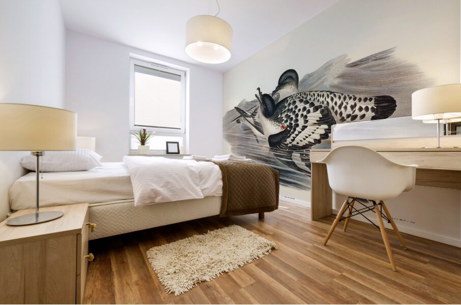 Cape Petrel Daption Capensis illustrated by Elizabeth Gould 1804–1841 for John Gould’s 1804-1881 Birds of Australia  Mural print