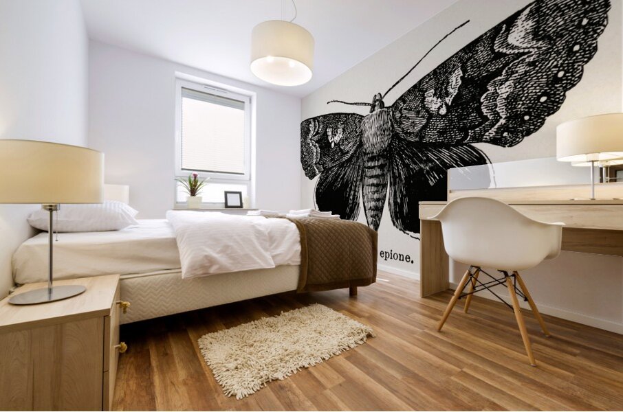 Epione Underwing Catocala epione from Moths and butterflies of the United States 1900 by Sherman F. Denton 1856-1937.  Mural print