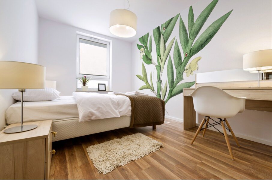 Two-edged dendrobium from Edwards Botanical Register 1829-1847  by Sydenham Edwards John Lindley and James Ridgway. Mural print