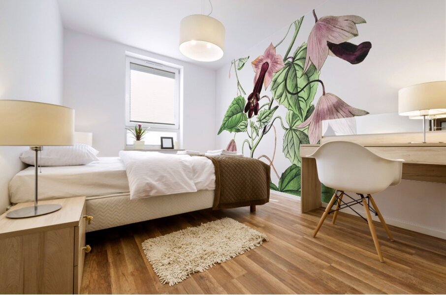 Twinning red-cloak from Edwards Botanical Register 1829-1847  by Sydenham Edwards John Lindley and James Ridgway. Mural print