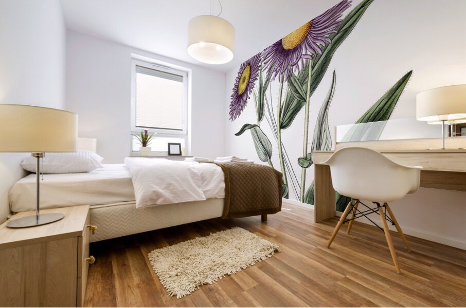 Shewy stenactis from Edwards Botanical Register 1829-1847  by Sydenham Edwards John Lindley and James Ridgway. Mural print