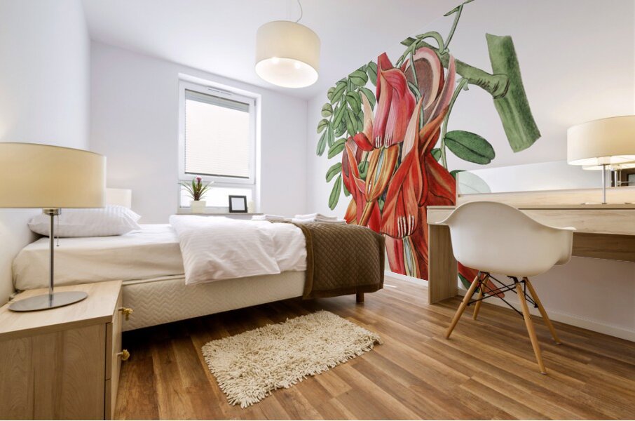 Crimson glory pea from Edwards Botanical Register 1829-1847  by Sydenham Edwards John Lindley and James Ridgway. Mural print