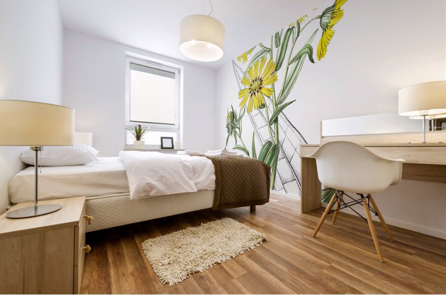 Elegant madia from Edwards Botanical Register 1829-1847  by Sydenham Edwards John Lindley and James Ridgway. Mural print