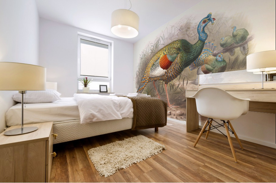 Meleagris ocellata. 1872 Mural print