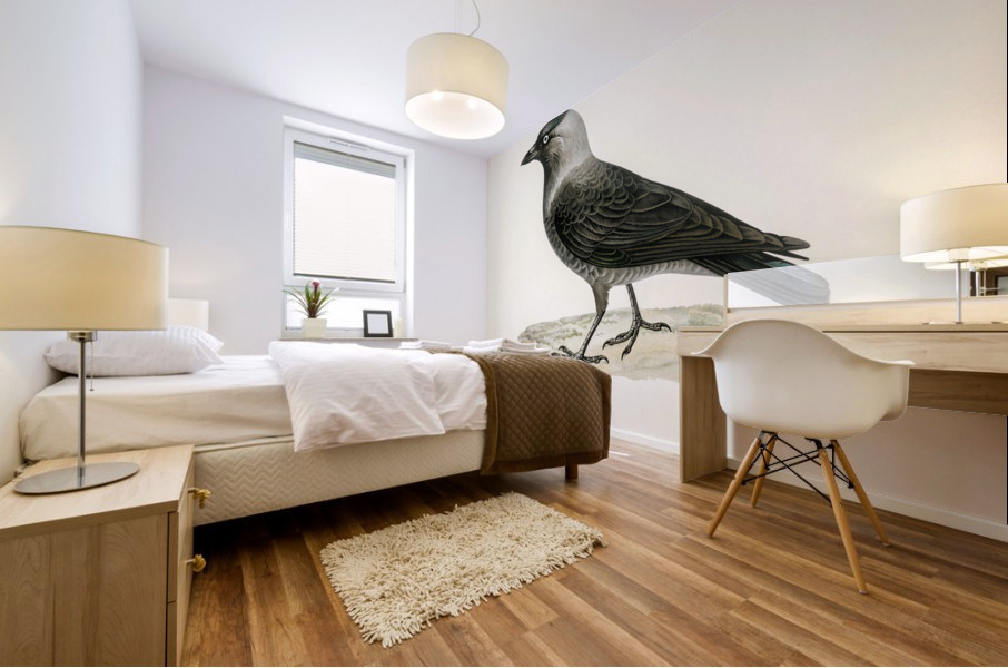 Coloeus monedula Mural print