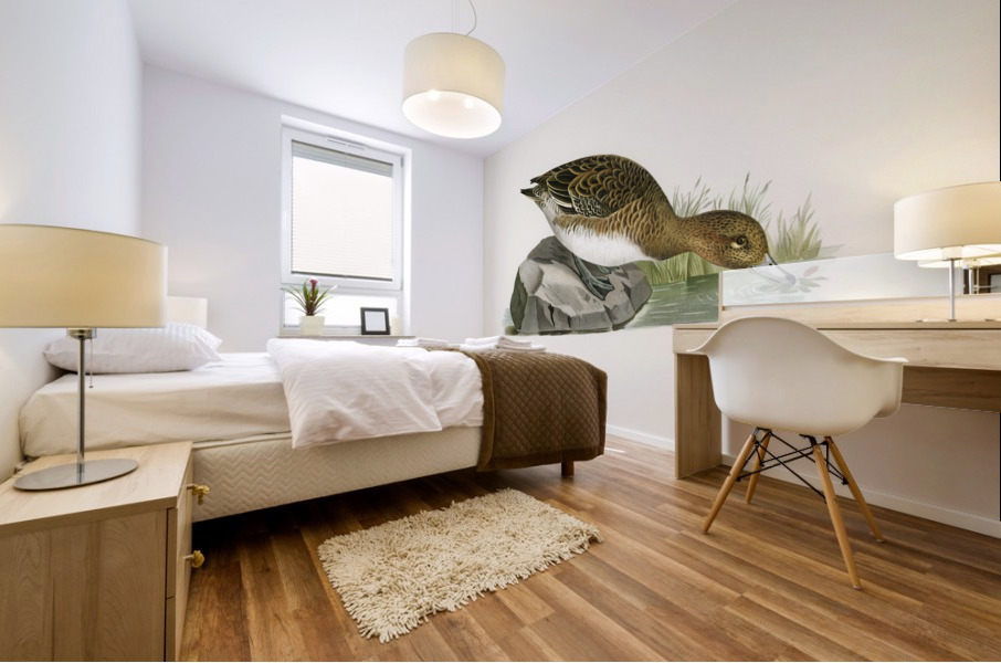 Eurasian wigeon female Anasmereca penelope Mural print