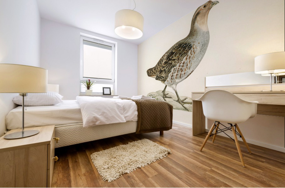 Grey partridge Perdix perdix Mural print