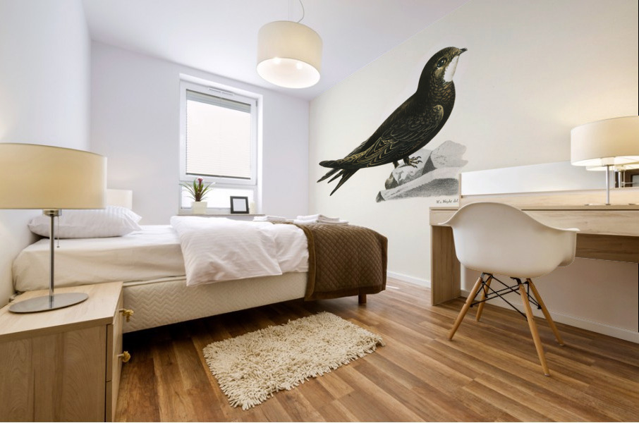 The Common Swift Cypselus Apus Mural print