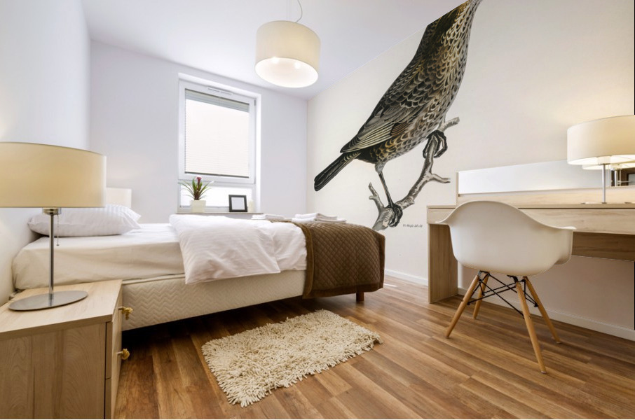 Blackbird ♀ Turdus merula Mural print