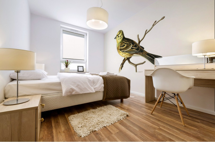 Yellowhammer male Emberiza citrinella Mural print