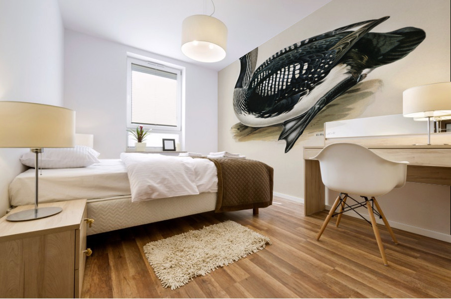 Black-throated loon Colymbus Arcticus Mural print