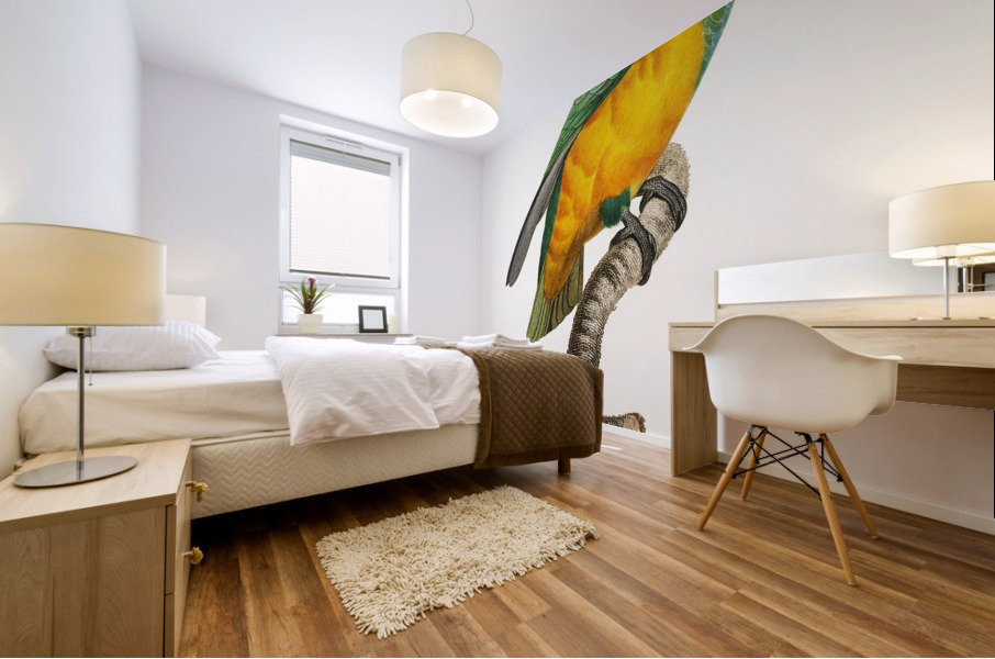 Senegal parrot  Mural print