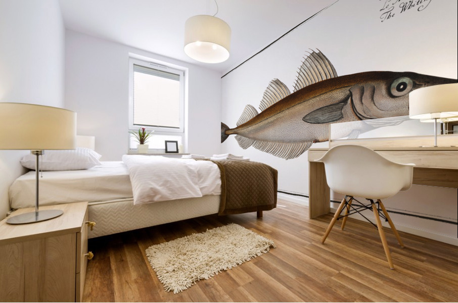 Whiting Gadus Merlangus Mural print