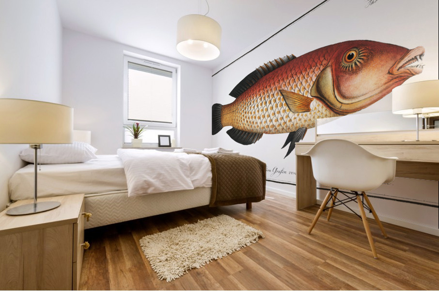 Black-fin Labrus melapterus Mural print