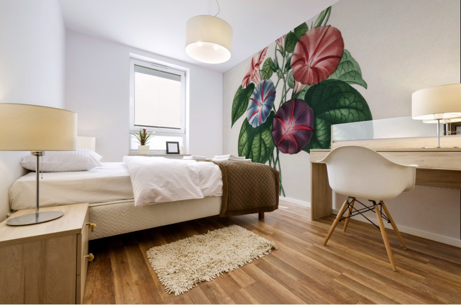 Morning-glory Pharbitis hispida Mural print