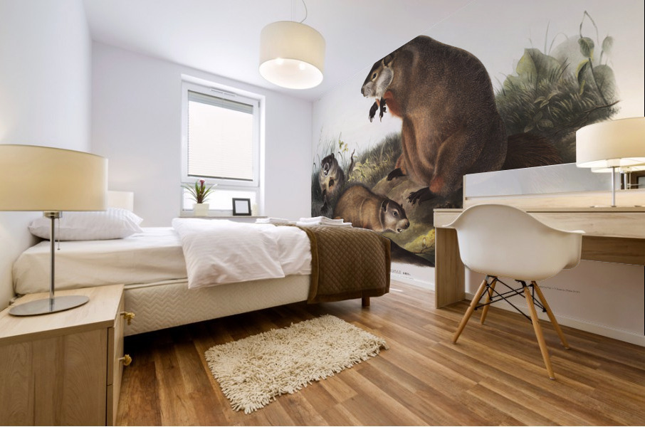 Woodchuck Arctomys monax  Mural print