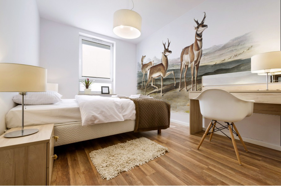 Prong-horned Antelope Antilope Americana  Mural print