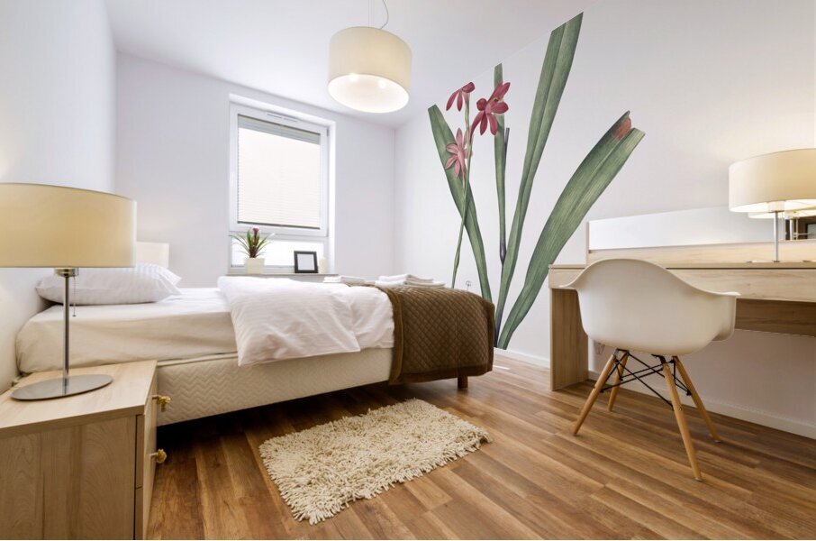 Watsonia illustration  Mural print