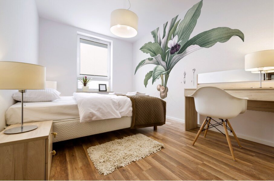 Kaempferia angustifolia illustration  Mural print