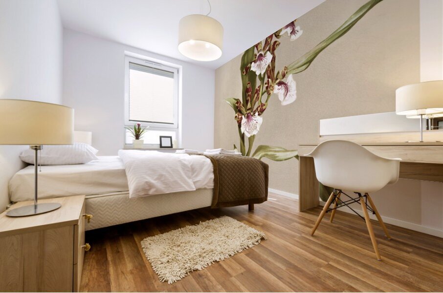 Zygopetalum crinitum from Reichenbachia Orchids 1888-1894 illustrated by Frederick Sander 1847-1920.  Mural print