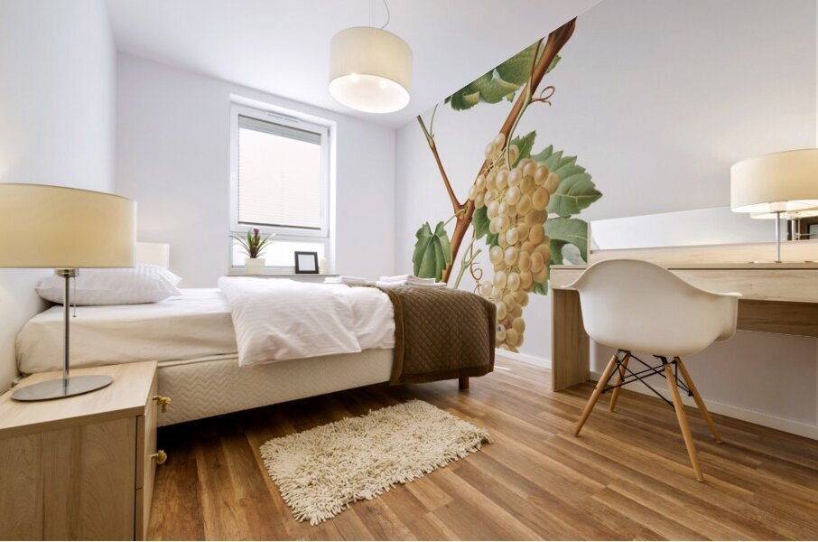 Vermentino grapes Vitis ligustica feracissima from Pomona Italiana 1817 - 1839 by Giorgio Gallesio 1772-1839.  Mural print